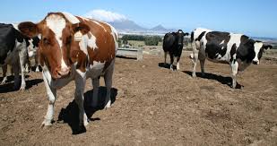 Dairy Breeds