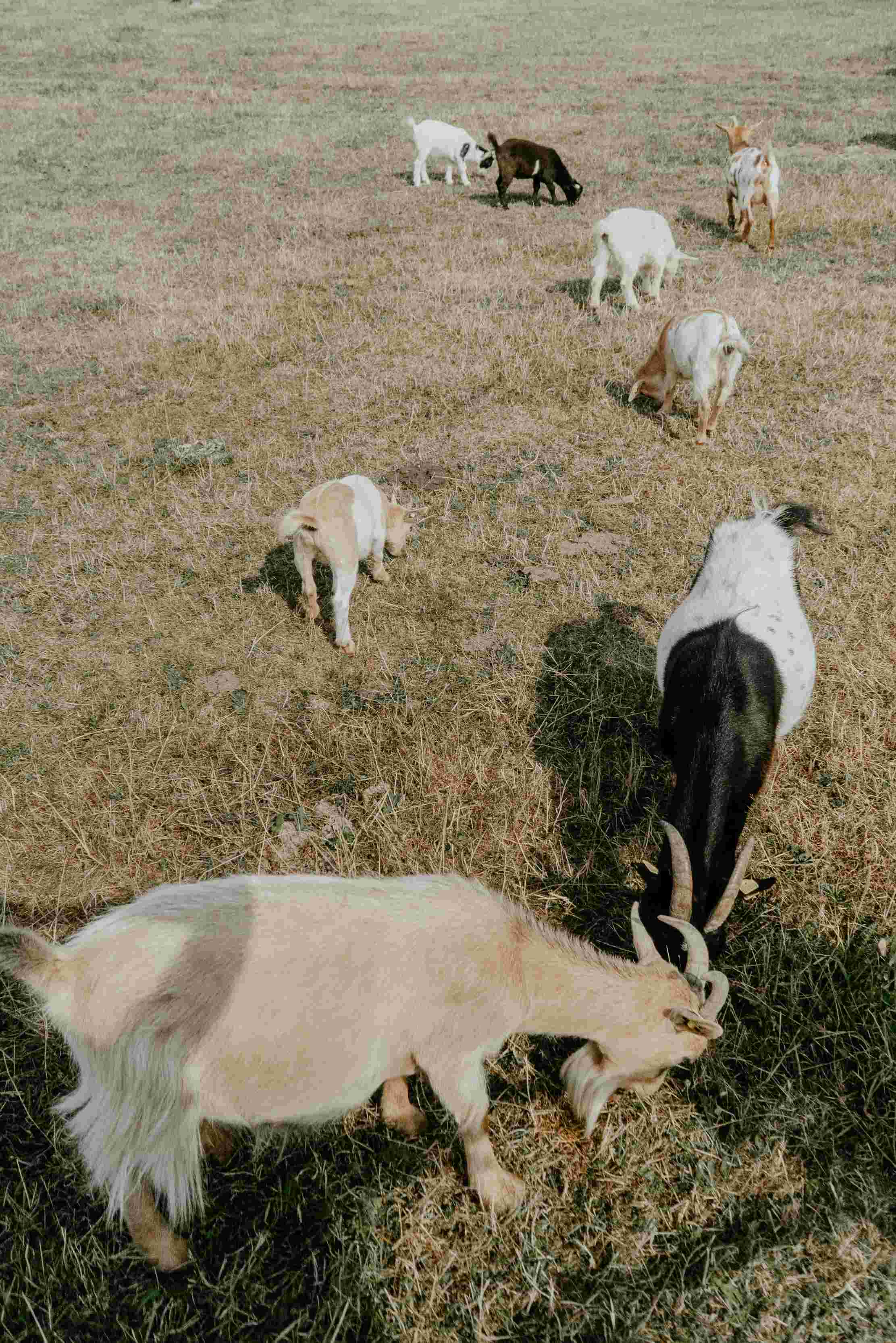 Dairy Goats