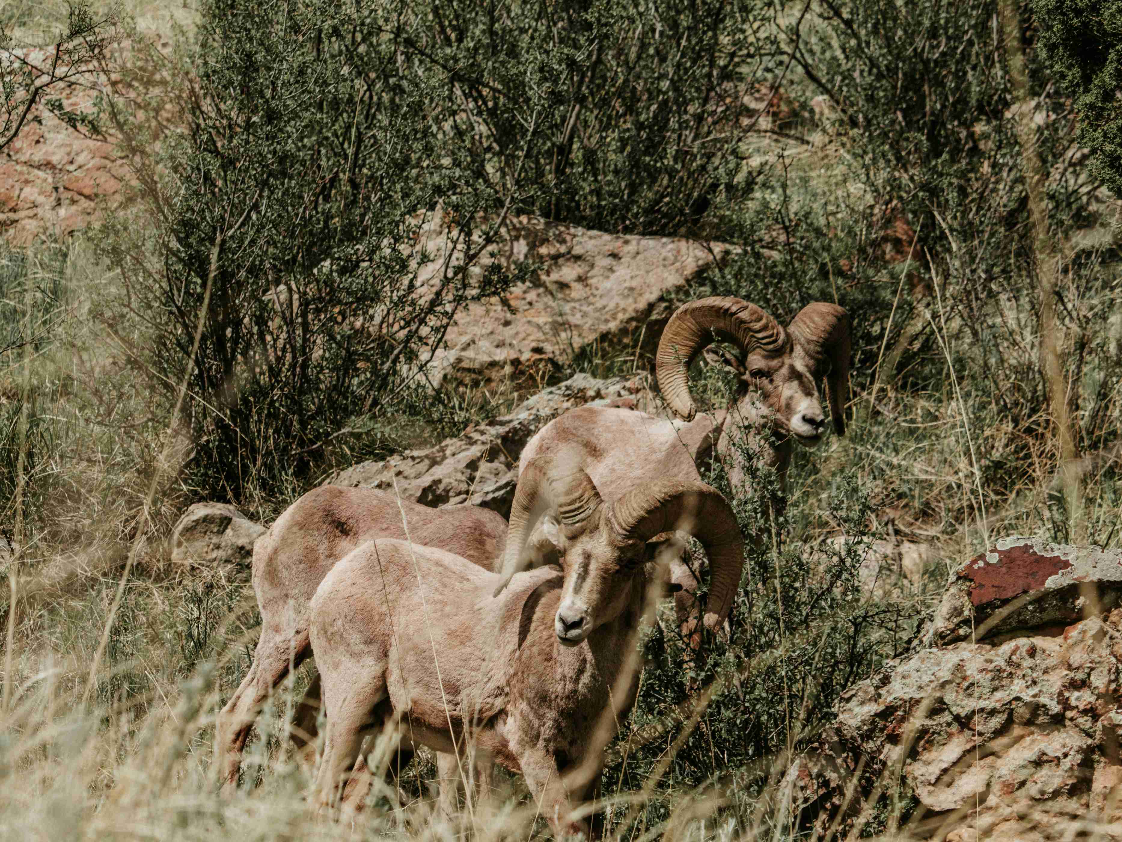 Kalahari Red