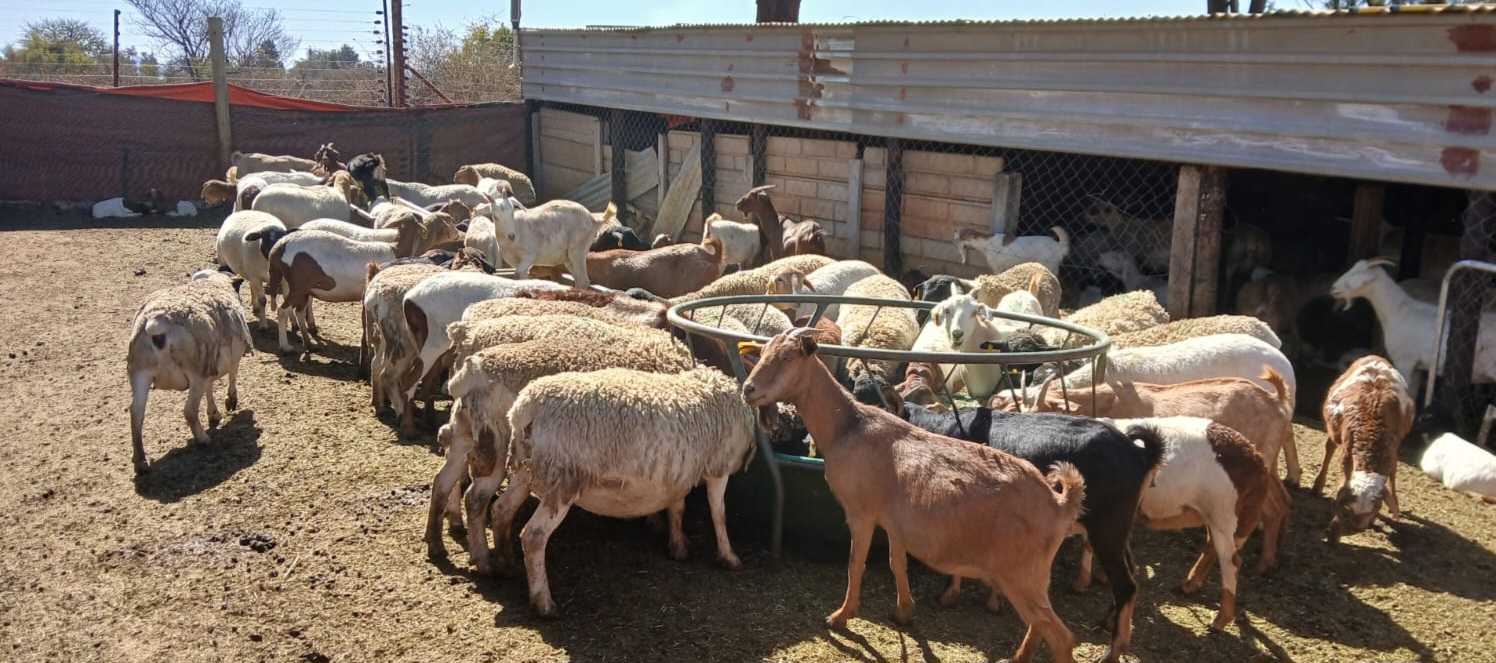 Healthy Goats