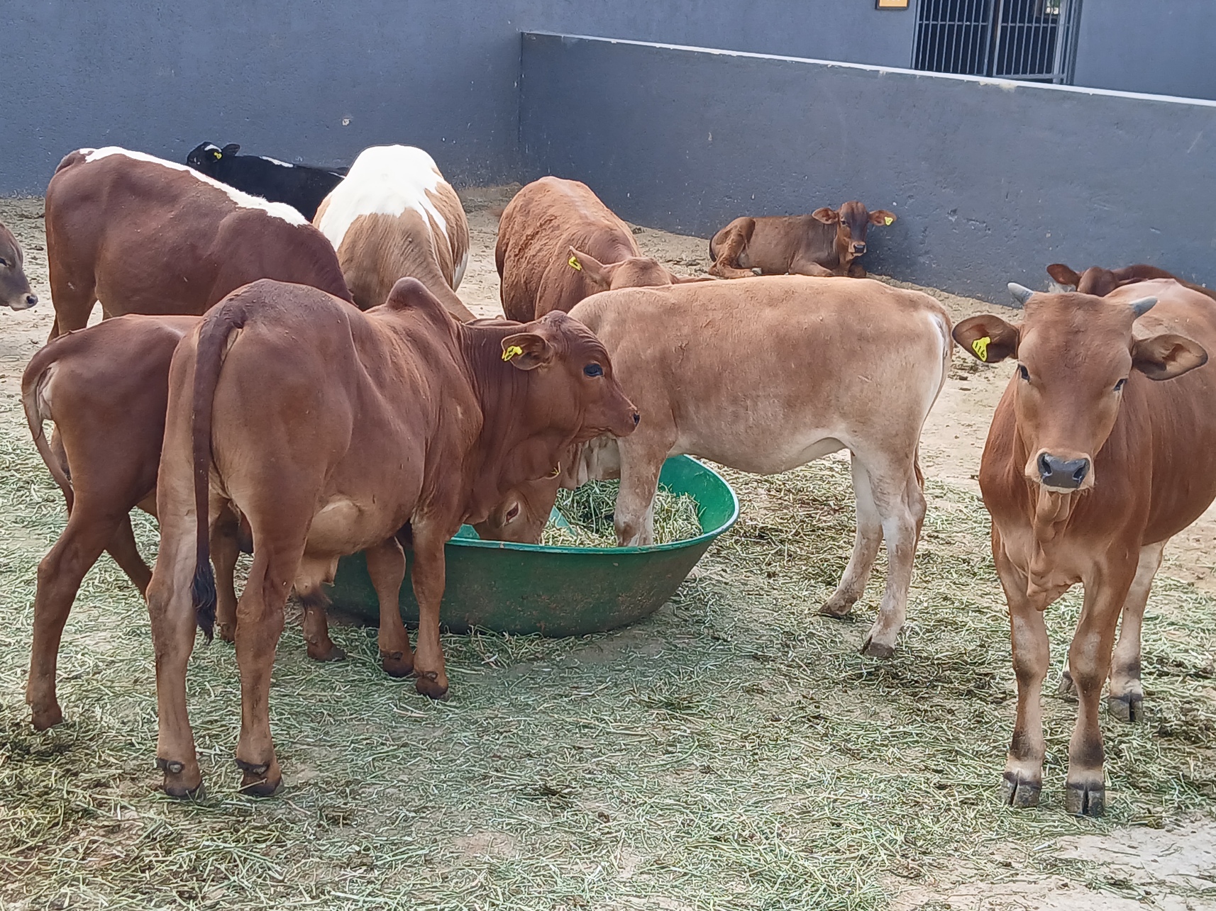 Cattle Farming