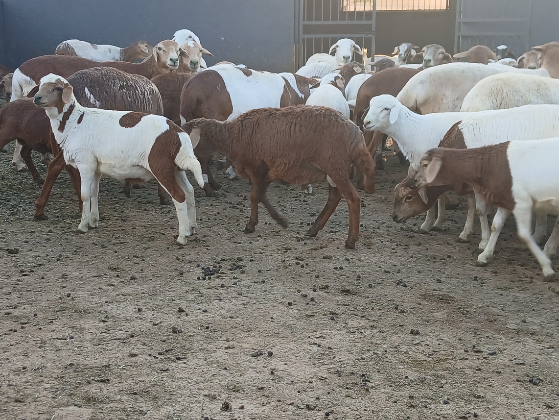 Goat Farming