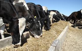 Farm Management