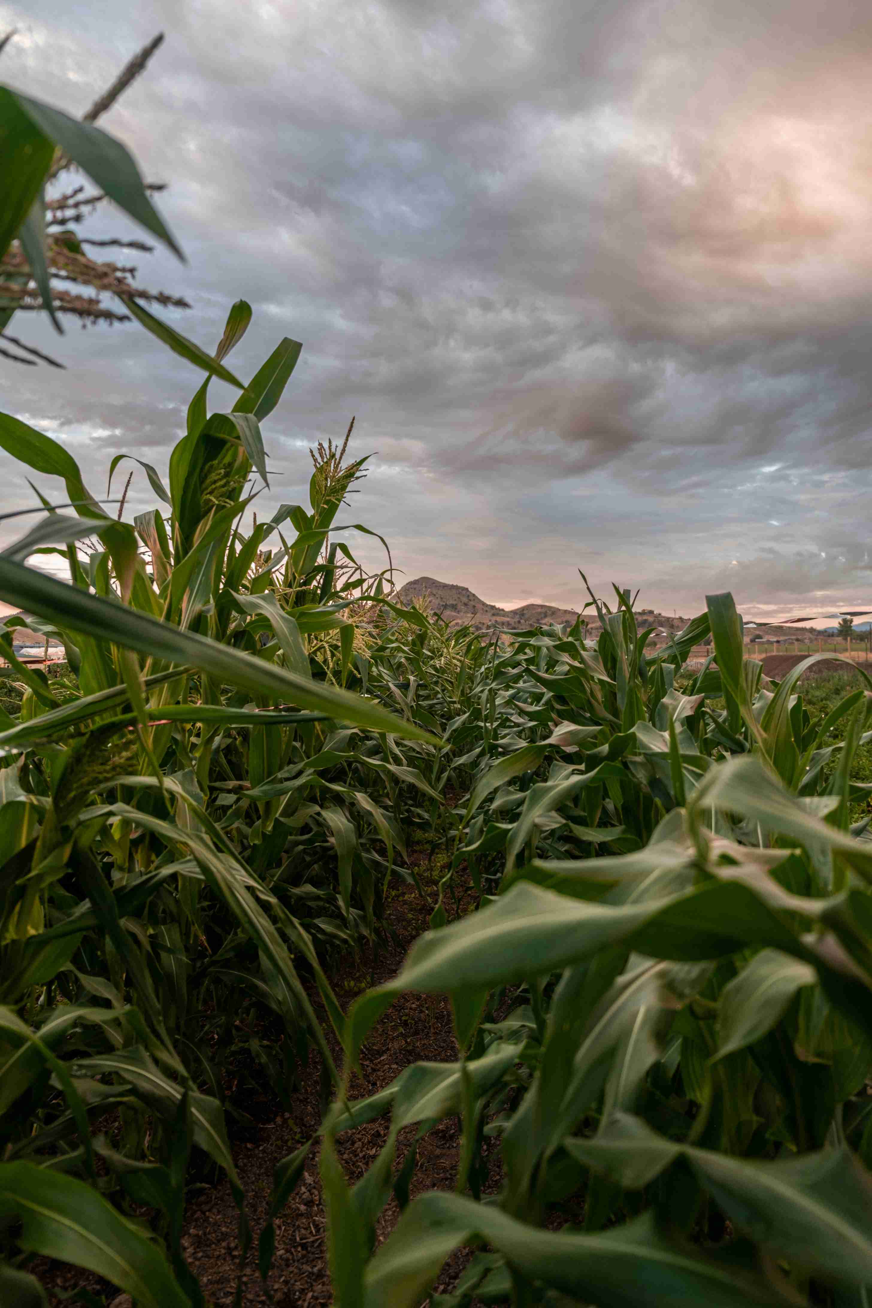 Crop Farming