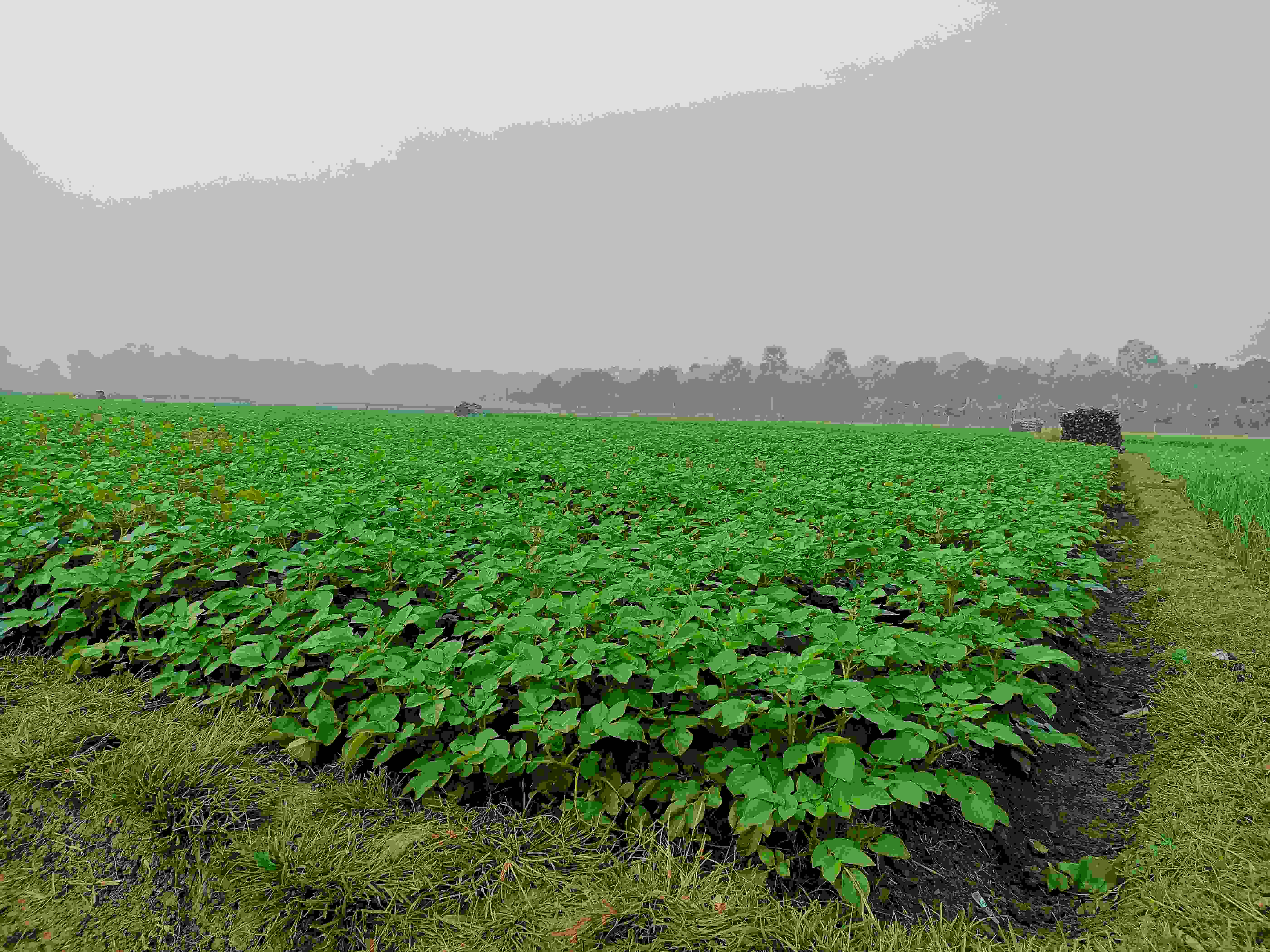 Mixed Farming