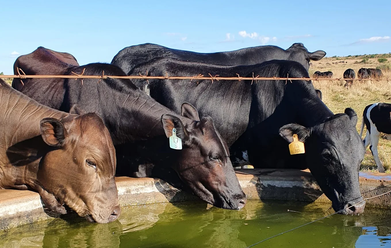 Mashona Cattle