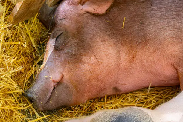 Duroc Pigs