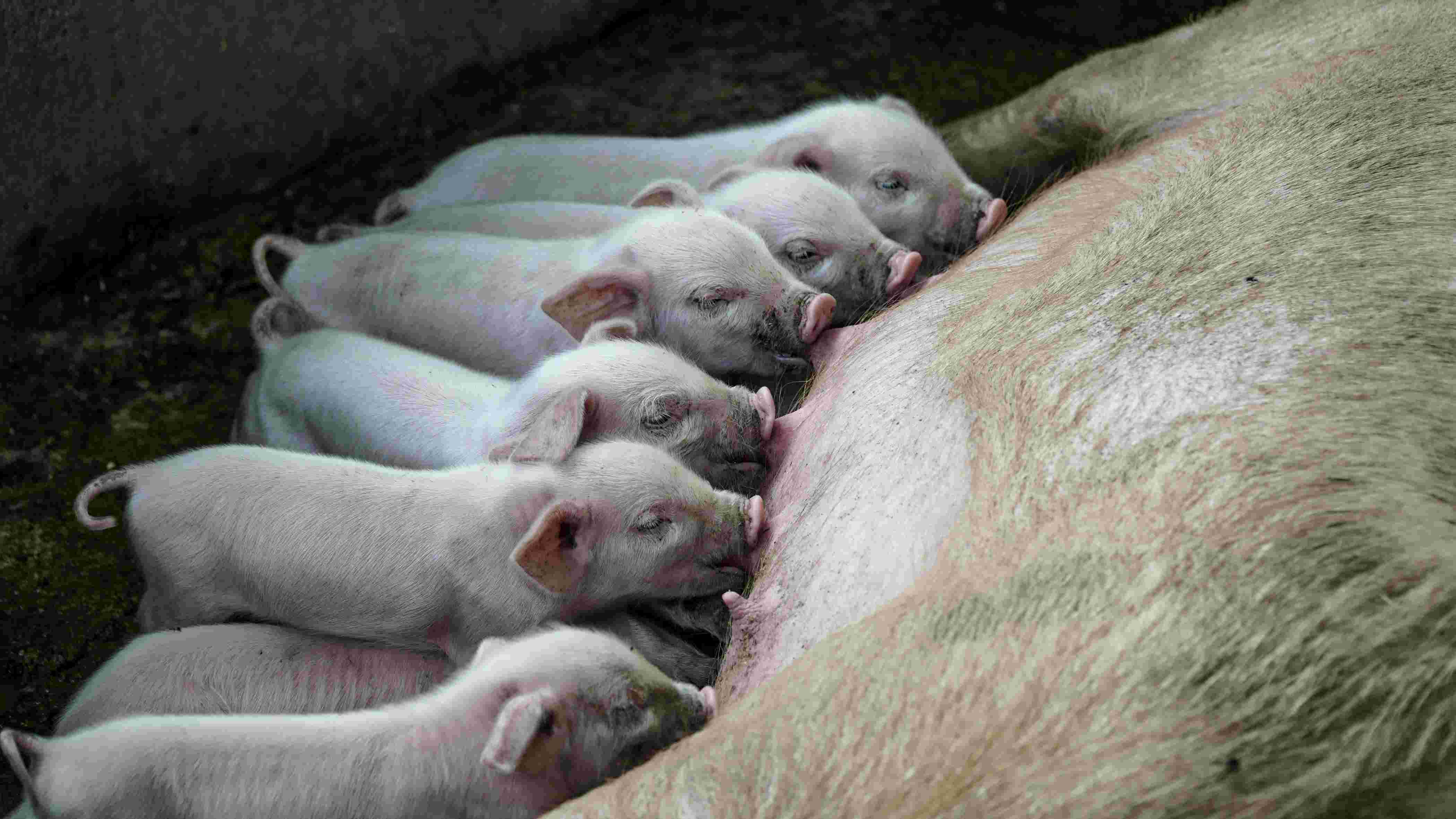 Large White Pigs