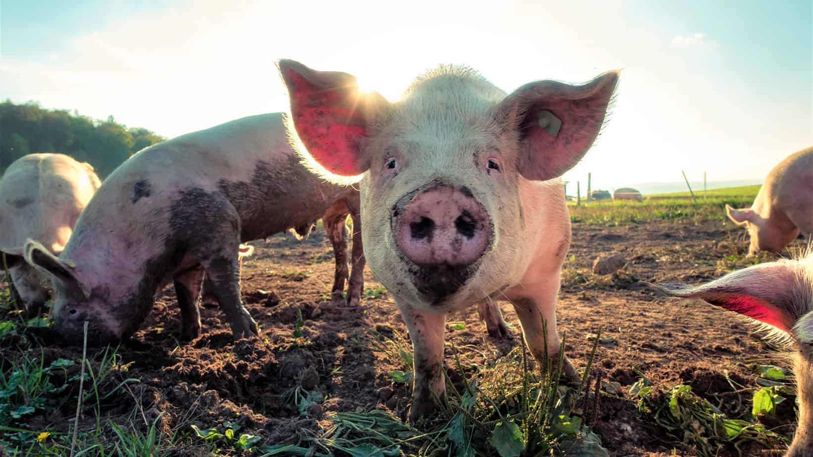 Premium Pigs