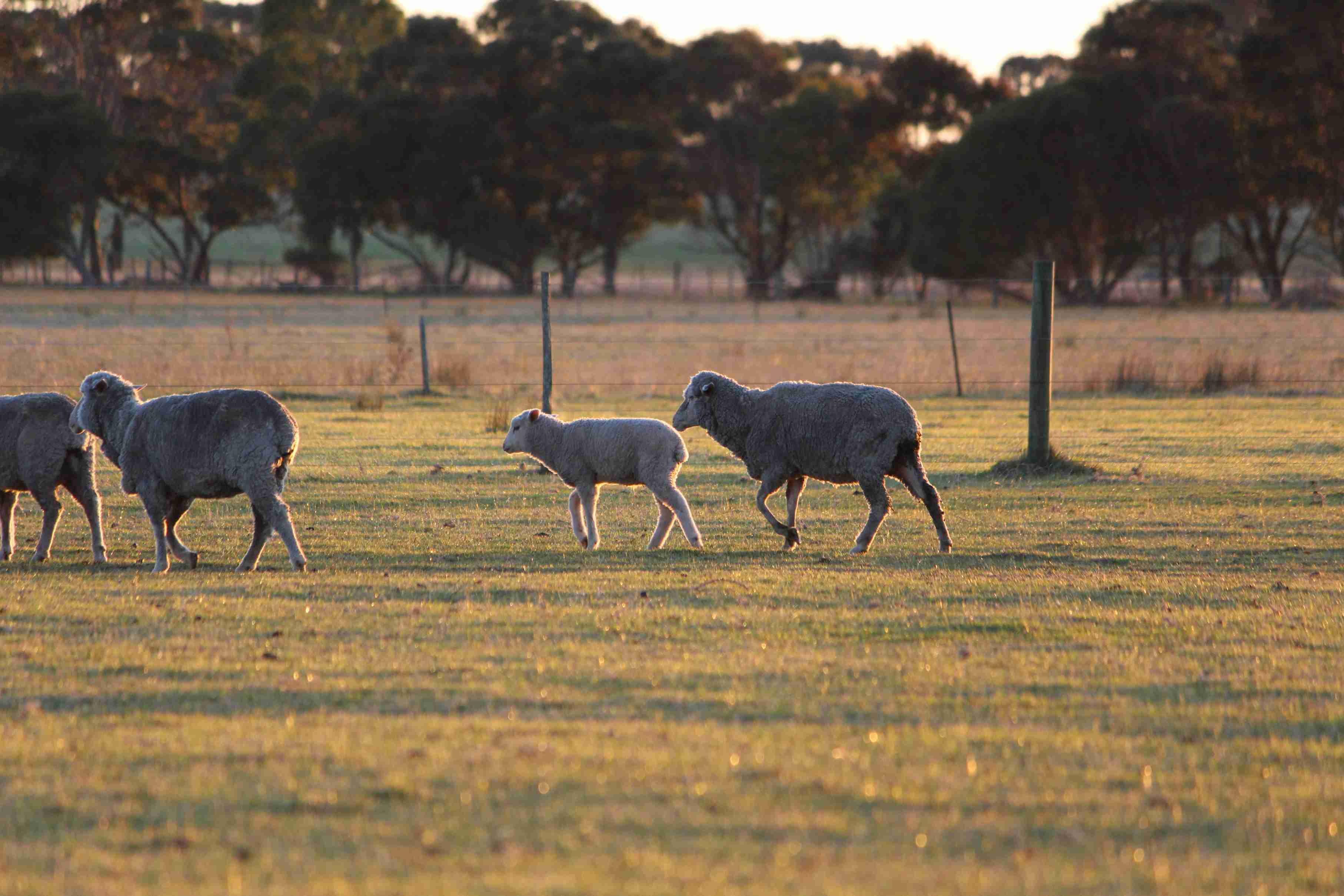 Merino Sheep