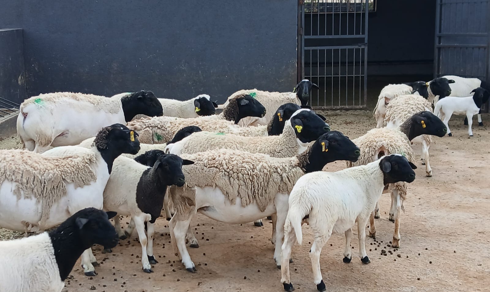 Quality Sheep